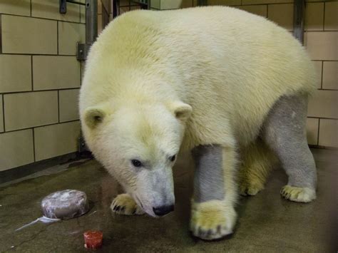 What color is a polar bears skin. Things To Know About What color is a polar bears skin. 